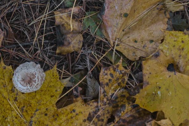 生长在秋天森林苔藓上的蘑菇有毒的毒菌图片下载