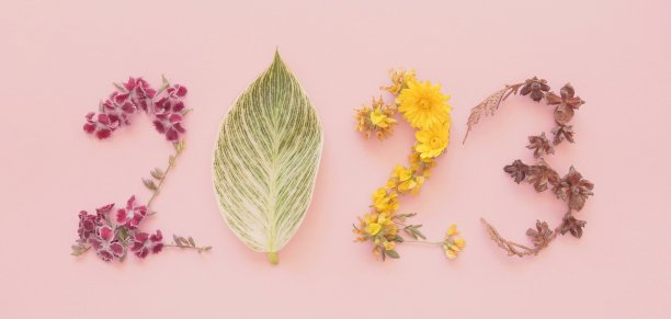 2023由天然植物、树叶和花朵制成，新年健康和健康生活方式的决心，假期撤退的概念图片下载