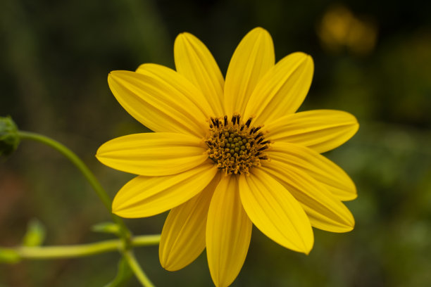 在绿色树叶的背景下，花园里一朵美丽的黄花的特写。疯狂的野花。花的科学。图片下载