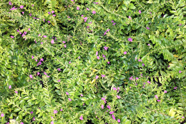 彩色草花背景，墙草图片下载