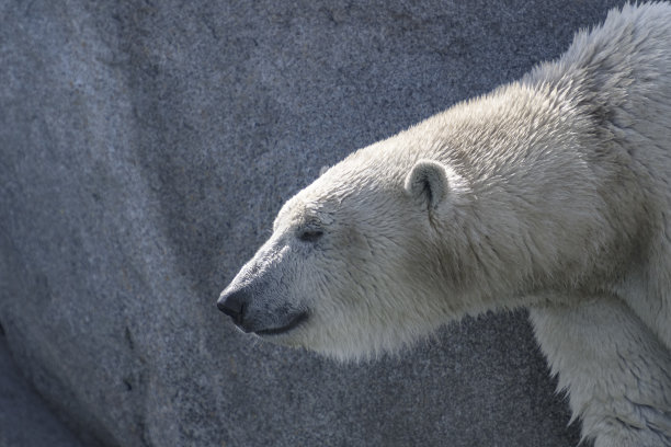 北极熊(Ursus maritimus)站在靠近水边的岩石上图片下载