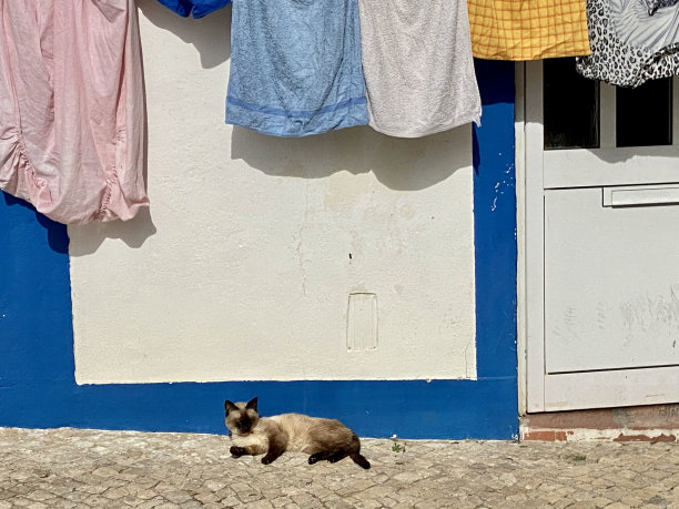 猫在衣服下面休息图片下载