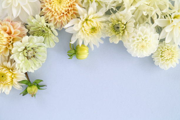 花的背景图片下载