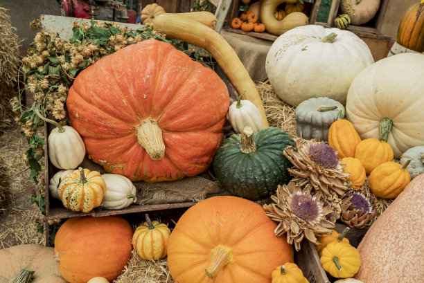五颜六色的南瓜，南瓜和葫芦图片下载