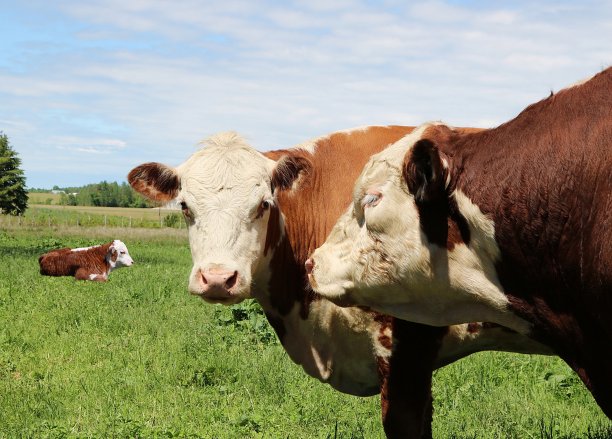 奶牛在农场草地上吃草的美丽照片图片下载