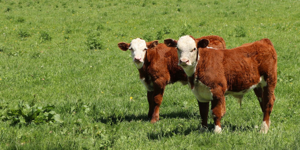奶牛在农场草地上吃草的美丽照片图片下载