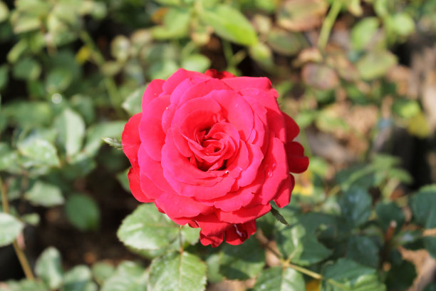 红玫瑰图片下载