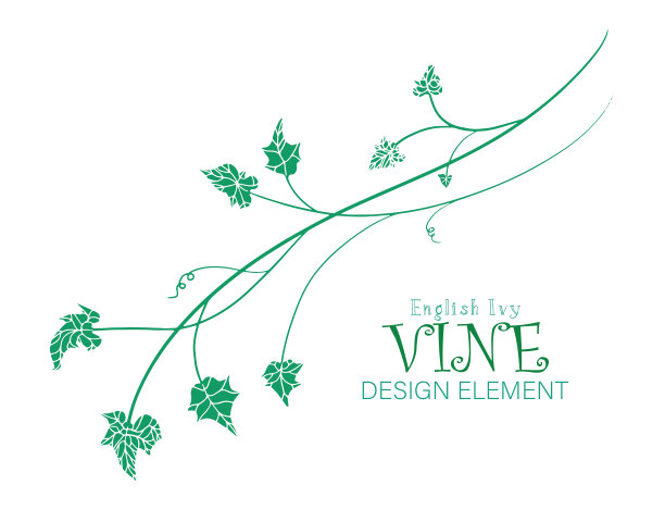 常青藤向量;树叶设计元素在优雅的花式分枝剪影，装饰性的英国常春藤藤用于边界设计或婚礼邀请或其他设计。图片下载