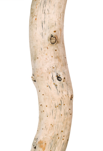 艺术浮木干裸无树皮树干，孤立特写图片下载