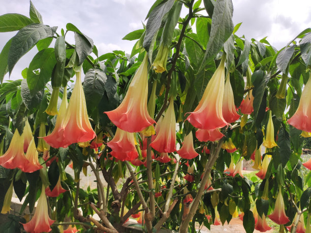 美丽的红色天使的喇叭花的特写镜头图片下载