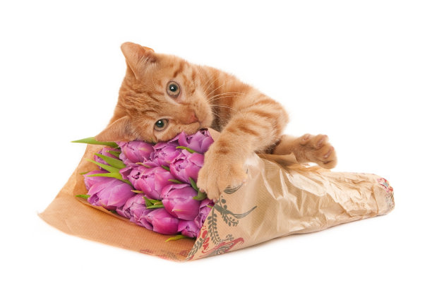 白色背景前，一只姜黄色的猫躺在一束粉色郁金香上图片下载