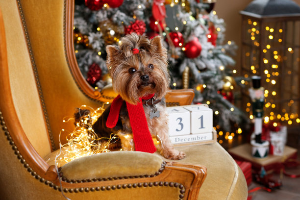 小狗在新的一年靠近圣诞树。横幅图片下载