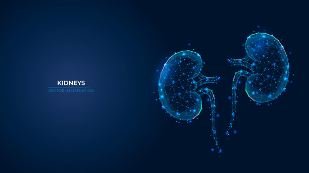 人类肾脏的未来抽象符号。肾盂肾炎和尿石症的概念治疗。低聚几何三维壁纸背景矢量插图。图片下载
