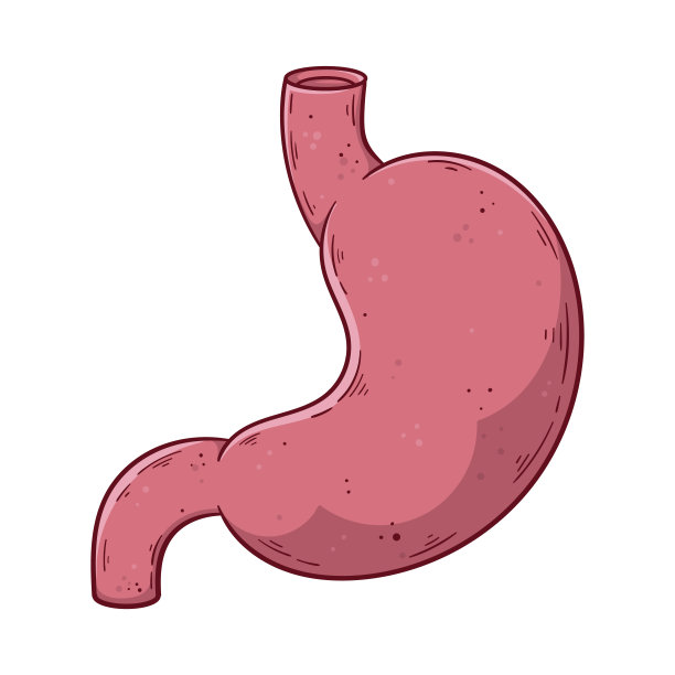 人体胃部手绘卡通简单矢量插画。图片下载
