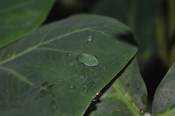 背景图案，质地和形状的一堆芋叶图片下载