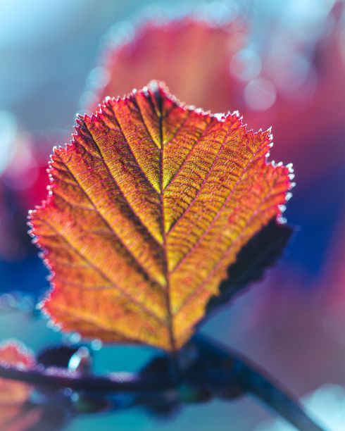 一张冰冻的橙子叶子的微距照片图片下载