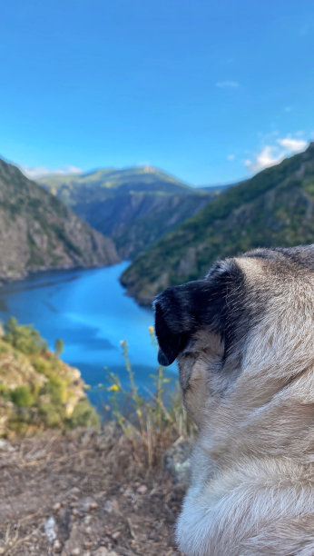 哈巴狗在加利西亚的西里河峡谷欣赏风景。奥伦斯Ribeira Sacra地区Sil河的景色图片下载
