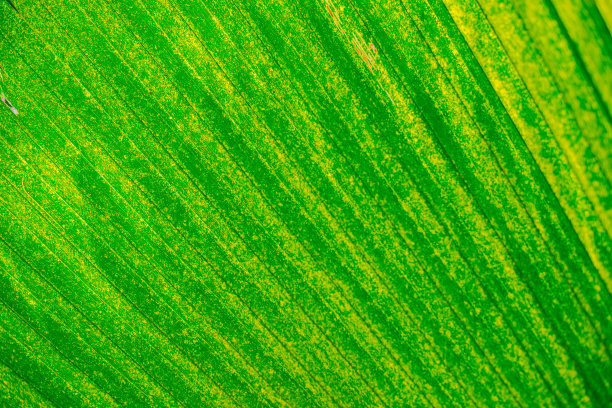抽象背光绿棕榈叶细节背景。图片下载