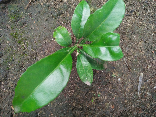 柑橘或橘子植物的俯视图图像。图片下载