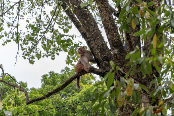 小猴子站在绿色森林里的树枝上图片下载