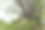 小猴子站在绿色森林里的树枝上图片下载
