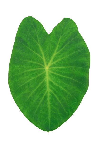 绿色的钙叶在白色背景，像心脏的图像与裁剪路径图片下载