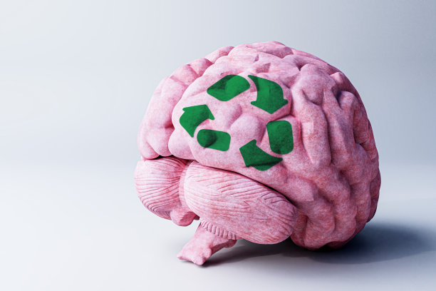 人脑被隔离在白色背景上图片下载