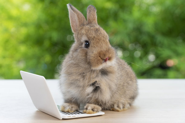 新生的小兔子毛茸茸的兔子小笔记本电脑坐在bokeh绿色背景。可爱的小兔子看着坐在木制自然背景上的东西。复活节毛绒宠物技术概念。图片下载