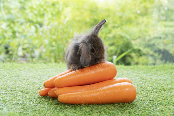 可爱的小兔子兔子坐在前面橙色堆新鲜的胡萝卜在绿色的草地上bokeh自然背景。毛茸茸的兔子棕色的兔子兔子在自然背景。复活节宠物蔬菜食品概念。图片下载