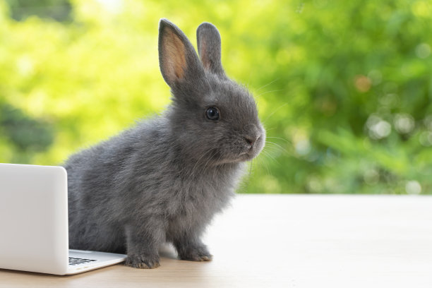 新生的小兔子毛茸茸的兔子小笔记本电脑坐在bokeh绿色背景。可爱的小兔子看着坐在木制自然背景上的东西。复活节毛绒概念宠物技术。图片下载