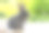 新生的小兔子毛茸茸的兔子小笔记本电脑坐在bokeh绿色背景。可爱的小兔子看着坐在木制自然背景上的东西。复活节毛绒概念宠物技术。图片下载