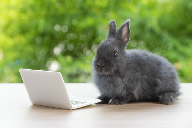 新生的小兔子毛茸茸的兔子小笔记本电脑坐在bokeh绿色背景。可爱的小兔子看起来笔记本坐在木制自然背景。复活节毛绒概念宠物技术图片下载