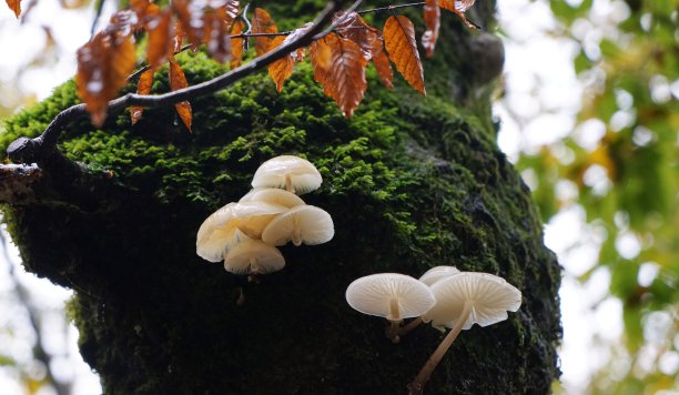长在树干上的白色蘑菇。青苔红叶。图片下载