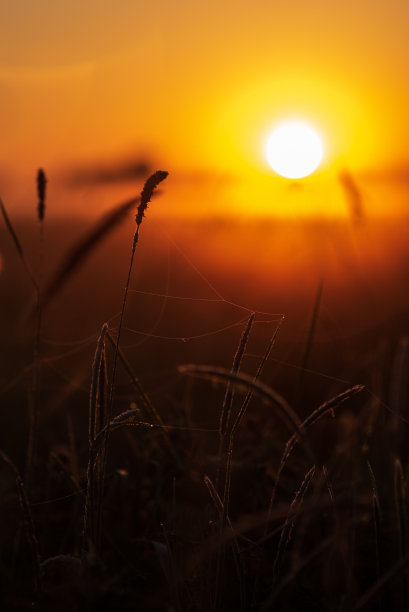 橘黄色夕阳下的麦田特写图片下载