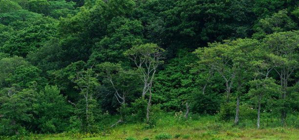在多云的天气里，位于Kunashir岛上火山斜坡上的海岸矮树森林图片下载