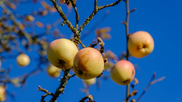 秋季的一天。碧桂园。这张照片显示了树上成熟的黄色苹果。深秋没有叶子的树。背景是湛蓝的天空图片下载