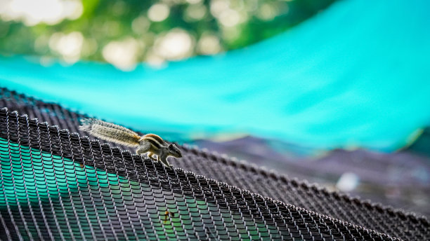 松鼠奔跑的独特图像全高清图片下载