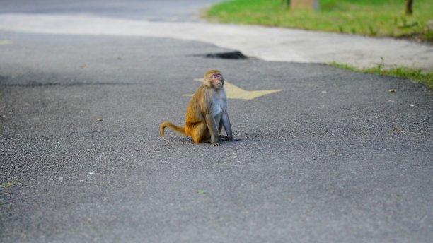 悲伤的猴子闭着眼睛坐在路上图片下载