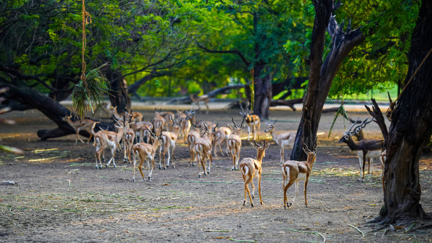 在公园里有选择地聚焦鹿图片下载