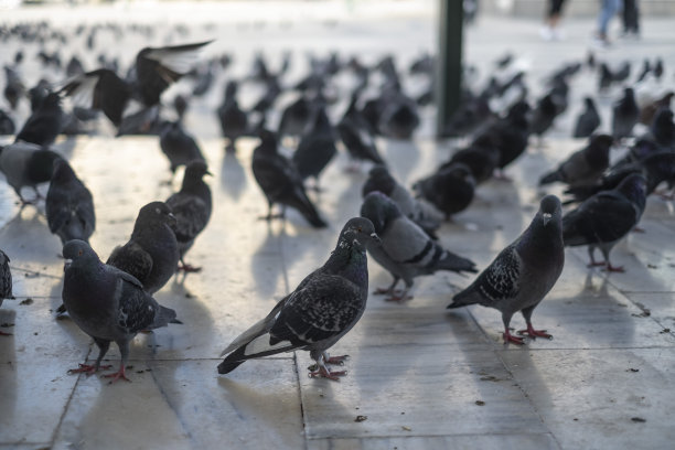 雅典的鸽子群。图片下载