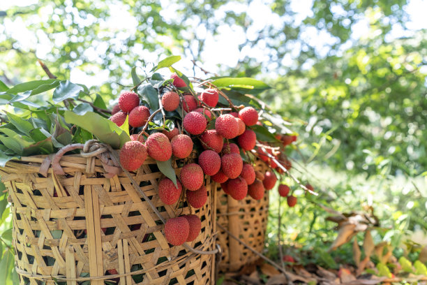 荔枝树下的竹筐里装满了熟透的红荔枝图片下载