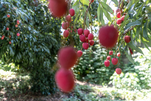 有机果园里，成熟的红荔枝挂在荔枝树上图片下载
