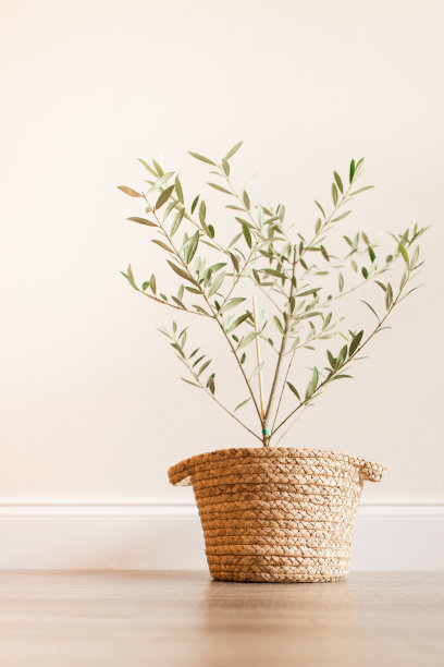 现代中性家居室内柳条篮盆栽小橄榄树图片下载