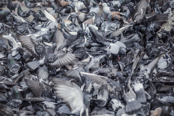 雅典的鸽子群。图片下载