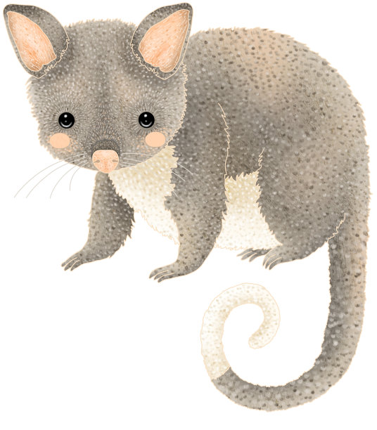 澳大利亚环尾负鼠插图图片下载