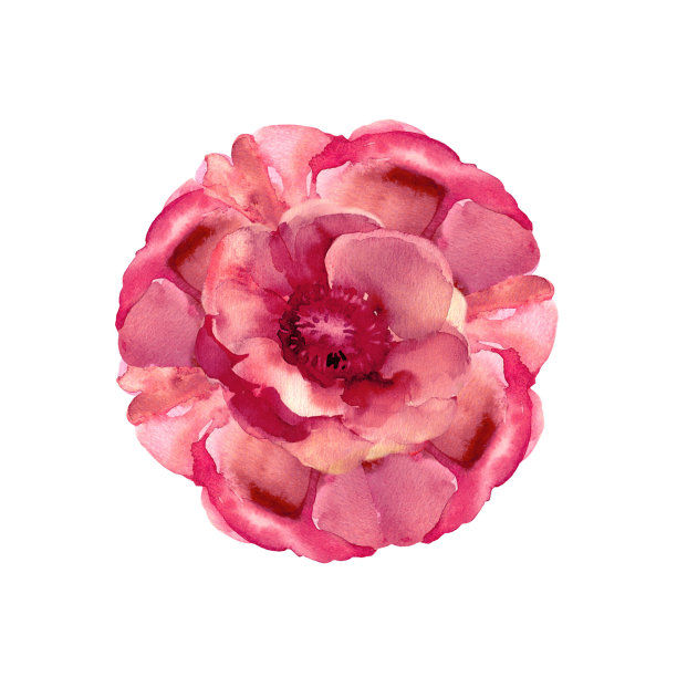 红色的海葵。圆花束。手绘的贺卡，请柬和室内装饰。水彩插图。图片下载