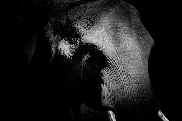 黑色背景下一头美丽大象的特写镜头图片下载