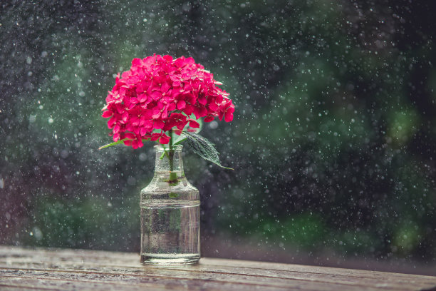 美丽的照片，红色的花在花盆里，放在木桌子上，背景是绿色的图片下载