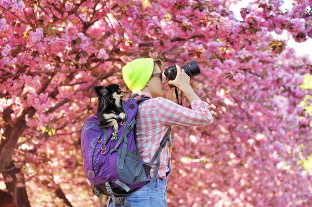 摄影师带着一只狗在背包里拍树图片下载