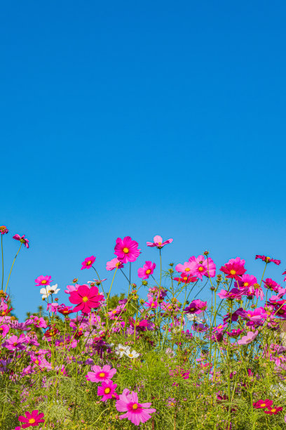 粉红色的宇宙图片下载